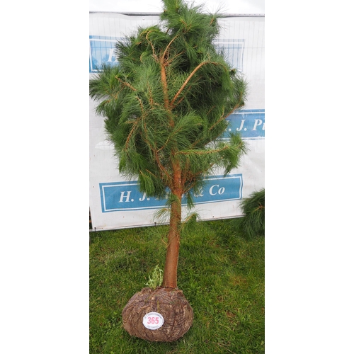 365 - Douglas Fir rootball 7ft - 1