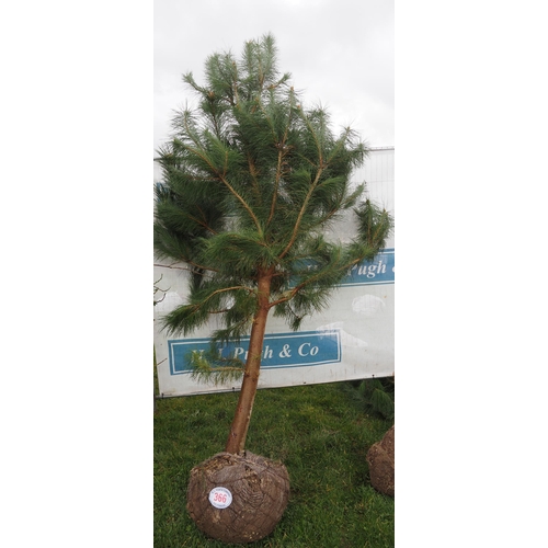 366 - Douglas Fir rootball 7ft - 1