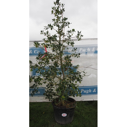 367 - Ilex 8ft - 1