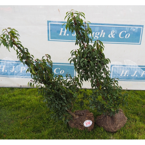 370 - Prunus rootball 4ft - 2