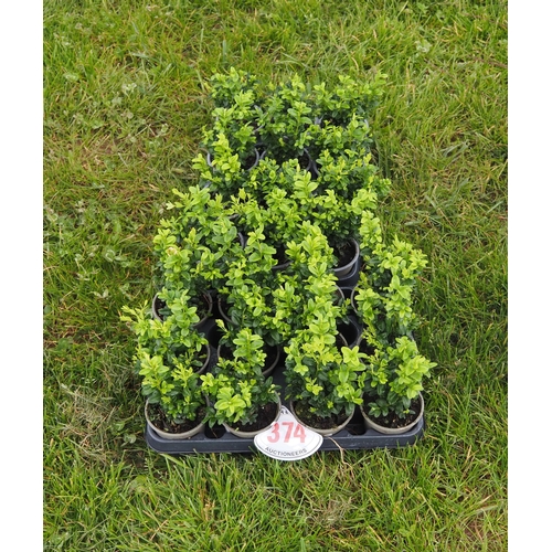 374 - Buxus - 24