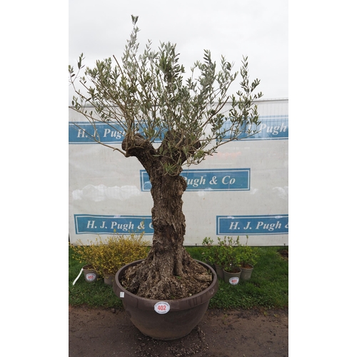 402 - Specimen Olive tree 5ft - 1