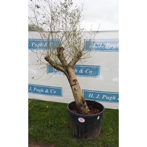 406 - Specimen Olive tree 6ft - 1