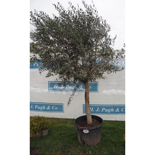 409 - Specimen Olive tree 6ft - 1