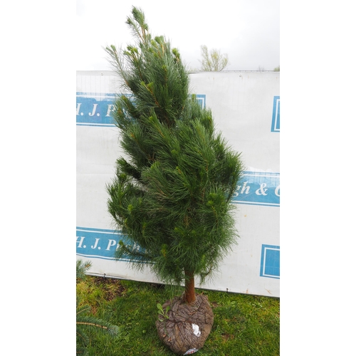 411 - Scots pine rootball 6ft - 1