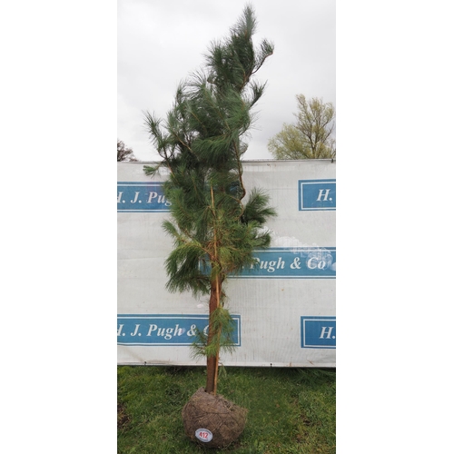 412 - Scots pine rootball 8ft - 1