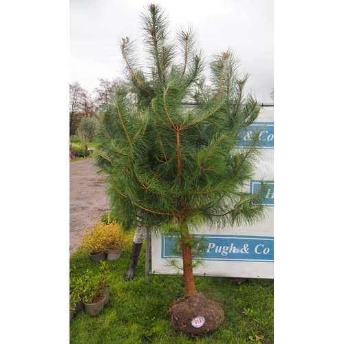 413 - Scots pine rootball 8ft - 1