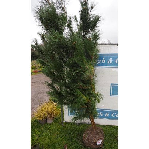 414 - Scots pine rootball 8ft - 1