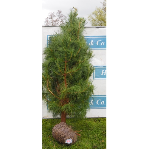 415 - Scots pine rootball 6ft - 1