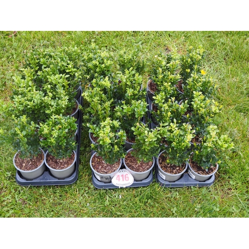 416 - Buxus - 24