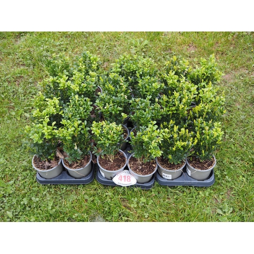 418 - Buxus - 24