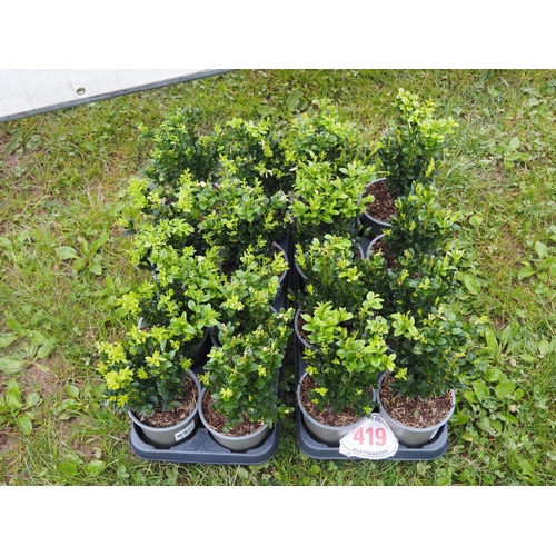 419 - Buxus - 16