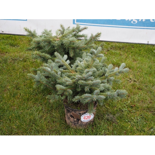 420 - Blue Spruce rockery trees - 2