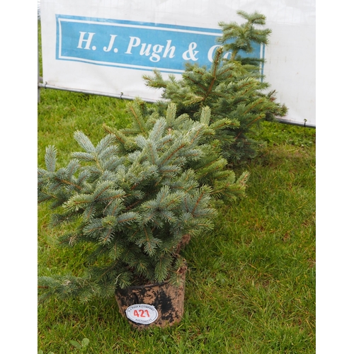 421 - Blue spruce rockery trees - 4