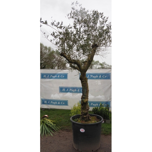 425 - Standard Olive tree 8ft - 1