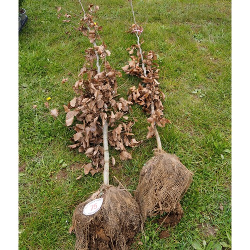 75 - Fagus Sylvatica rootball 6ft - 2