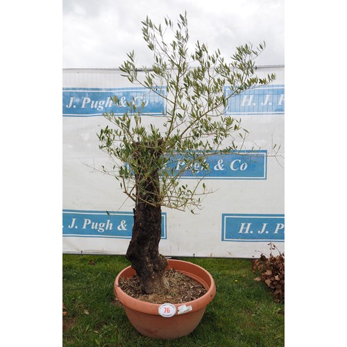 76 - Standard Olive tree 4ft - 1