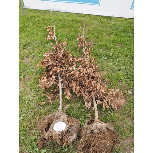 77 - Fagus Sylvatica rootball 6ft - 2