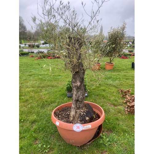 74 - Standard Olive tree 4ft - 1