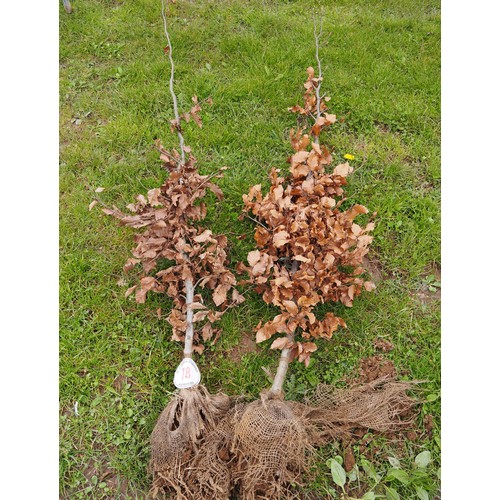 78 - Fagus Sylvatica rootball 6ft - 2