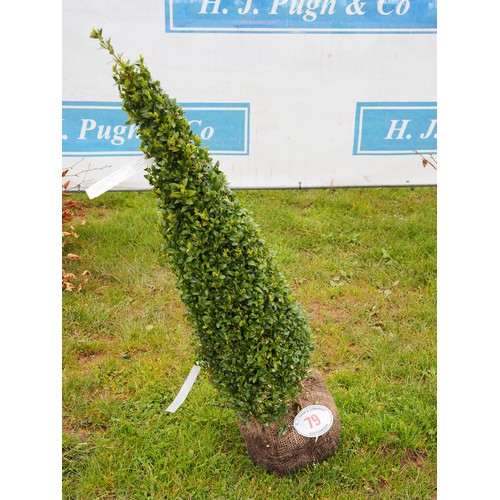 79 - Buxus rootball 3ft - 1