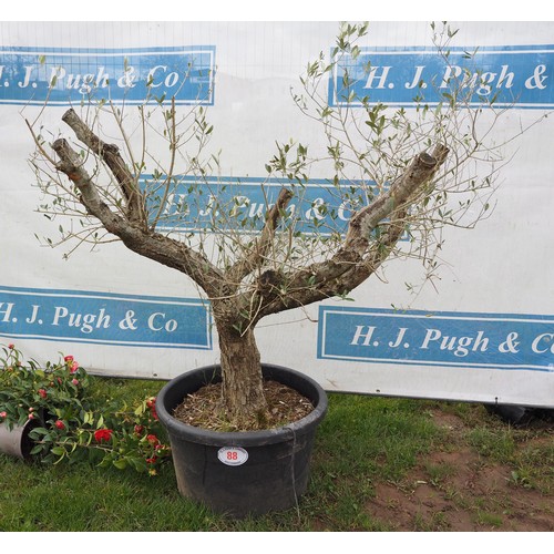 88 - Standard Olive tree 4ft - 1