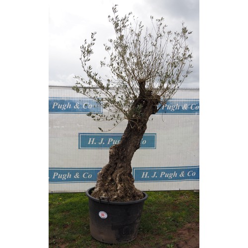 86 - Ancient Olive tree 7ft - 1