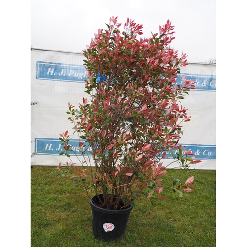 126 - Photinia Dynamo Red - 1