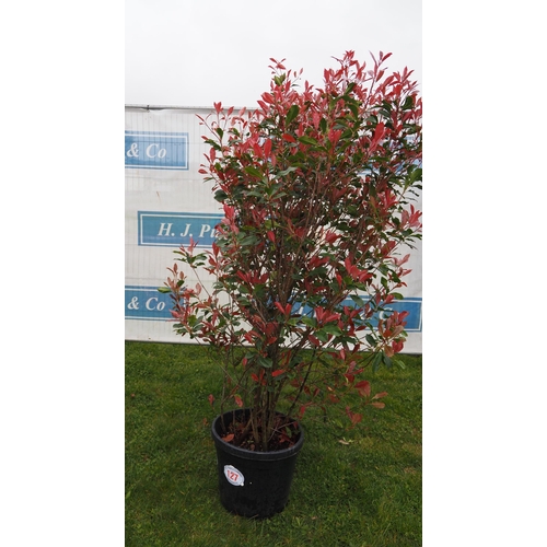 127 - Photinia Dynamo Red - 1