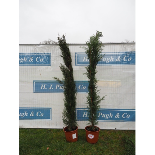 128 - Cupressus Sempervirens - 2