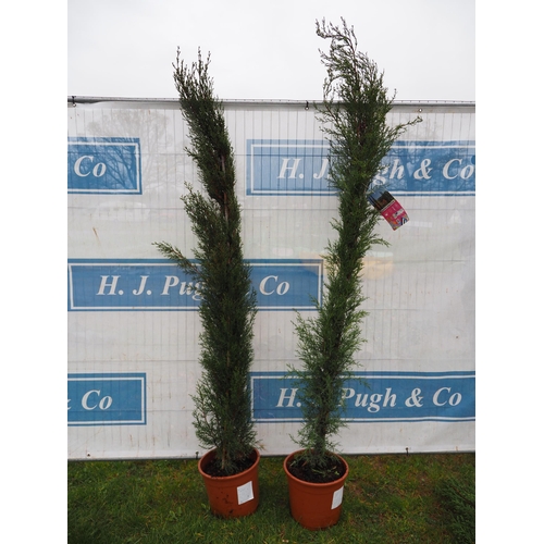 129 - Cupressus Sempervirens - 2