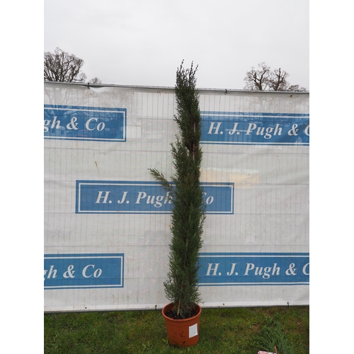 130 - Cupressus Sempervirens - 1