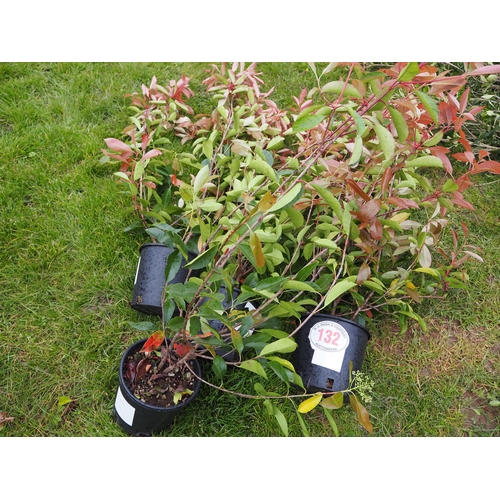 132 - Photinia Red Robin - 4