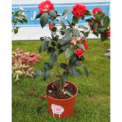 135 - Camellia Japonica - 1