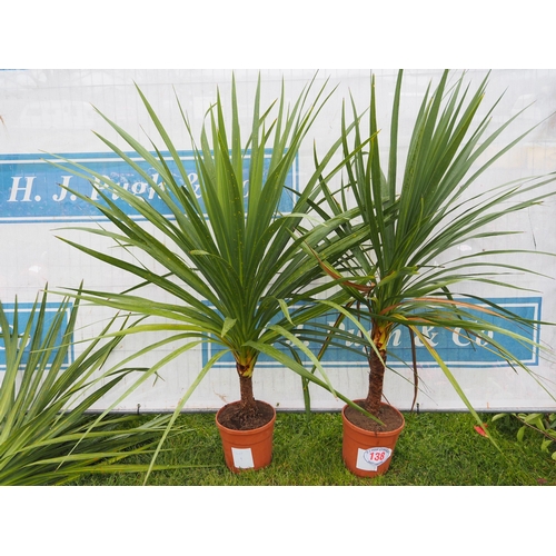 138 - Cordyline Australis - 2