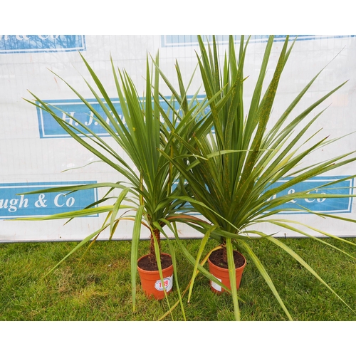 139 - Cordyline Australis - 2