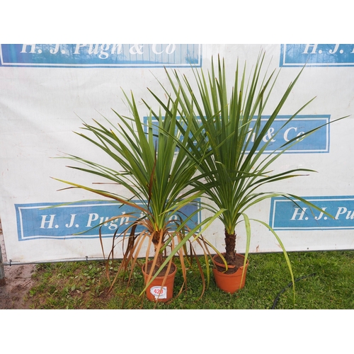 429 - Cordyline Australis - 2