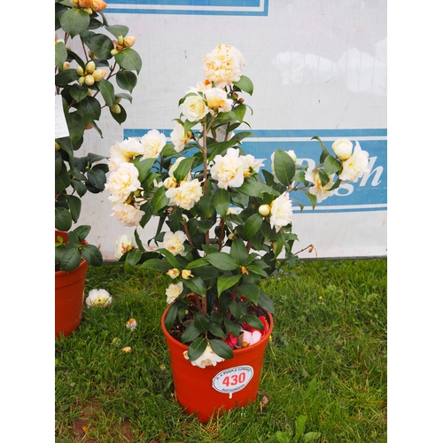 430 - Camellia Japonica - 1