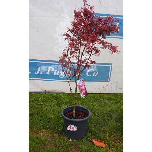 433 - Acer Starfish - 1