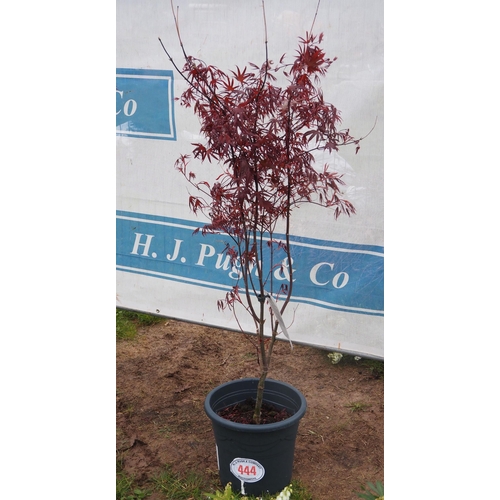 444 - Acer Bloodgood - 1