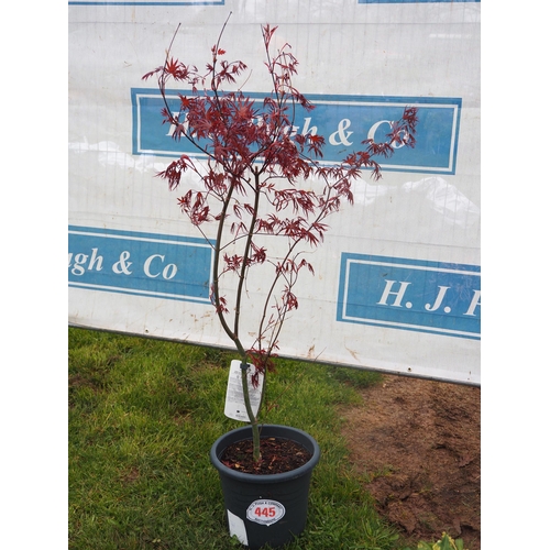 445 - Acer Bloodgood - 1