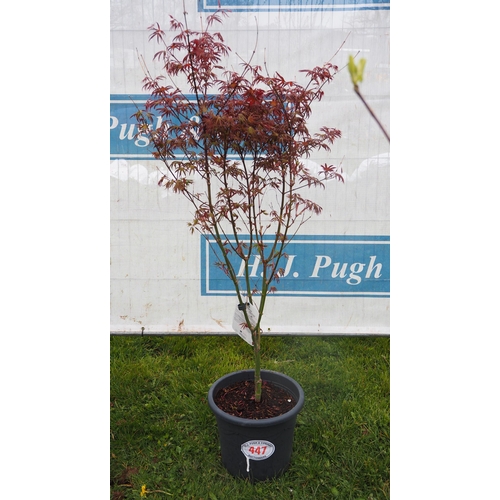 447 - Acer Starfish - 1