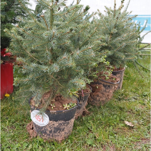 451 - Serbian Spruce pot grown Christmas trees 2ft - 4