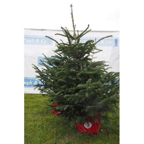 452 - Christmas trees 4ft - 3