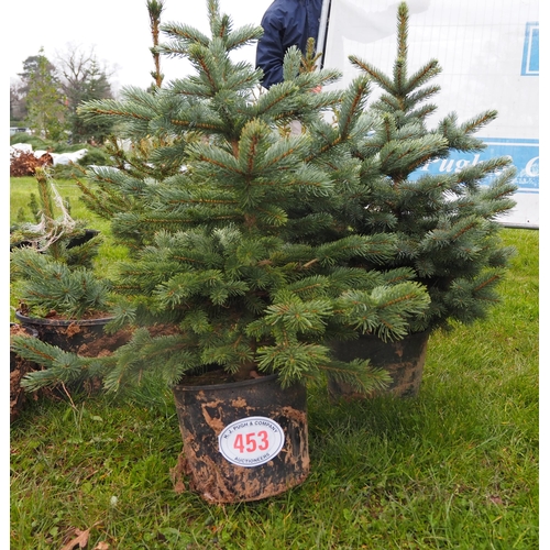 453 - Blue Spruce pot grown Christmas trees 3ft - 2