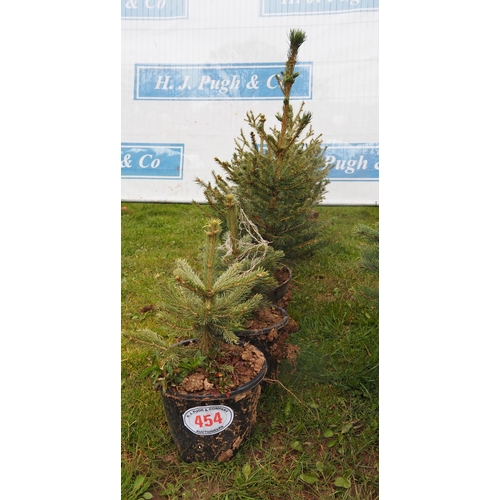 454 - Blue Spruce - 2 + Norway Spruce - 4 pot grown Christmas trees