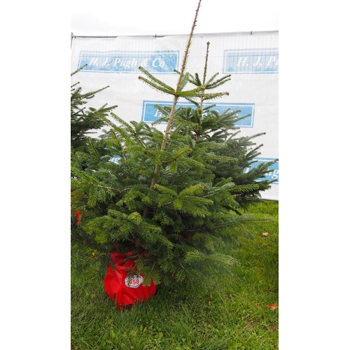 456 - Christmas trees 5ft - 2