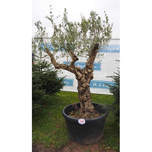 458 - Ancient Olive tree 6ft - 1