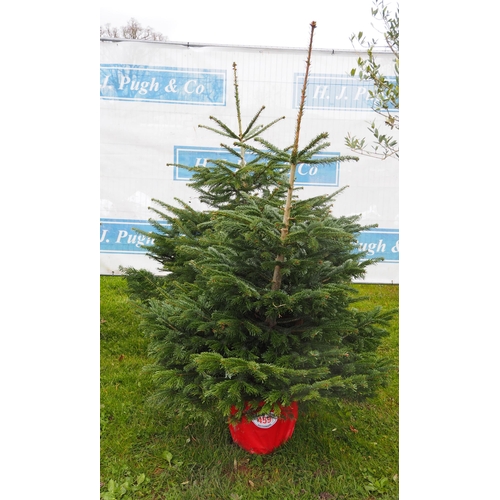 459 - Christmas trees 5ft - 2