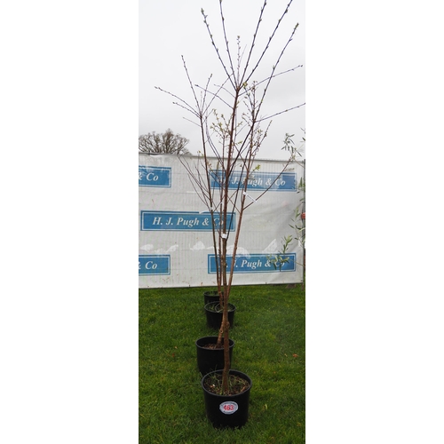 463 - Flowering Cherry trees 8ft - 4